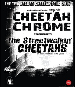 cheetah-tour